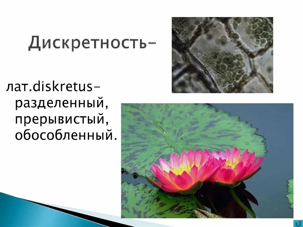 Дискретность 0 01. Дискретность. дискретность в биологии примеры. дискретность в неживой природе. дискретность живых организмов это.