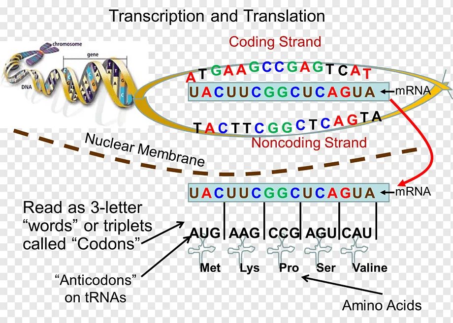 Hen транскрипция. DNA Transcription. DNA Transcription and translation. Transcription in translation. Transcription Genetics.