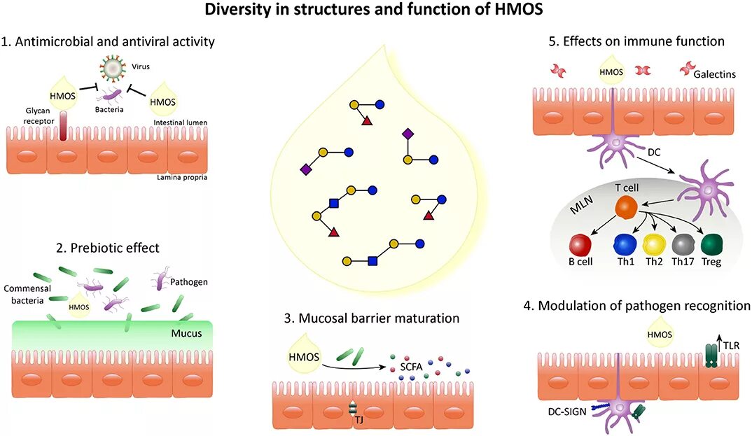 Cell effect. Human Milk oligosaccharides. Structure and diversity of glycans. Virus diversity. Oligosaccharide food.