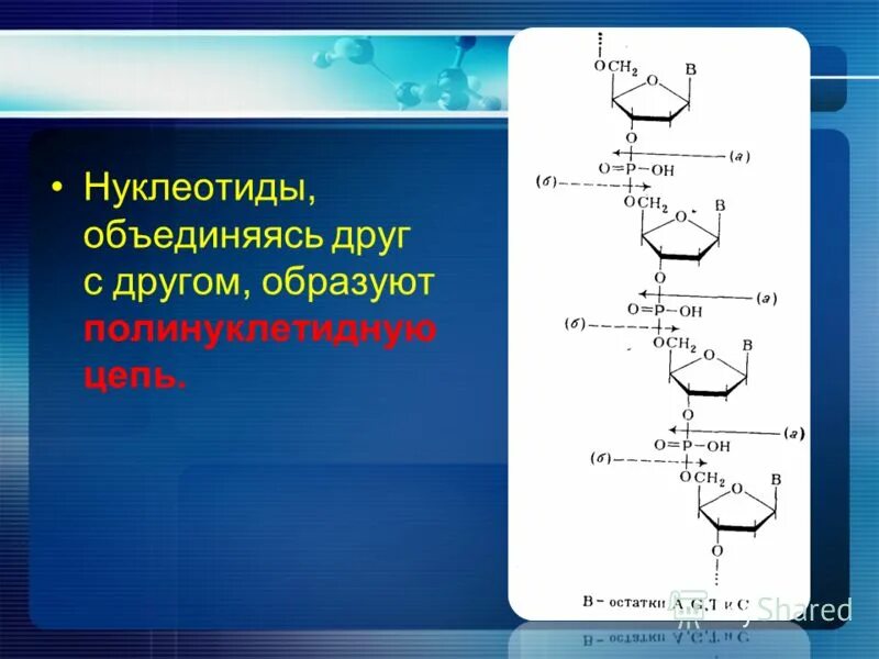 Биополимеры нуклеиновые кислоты