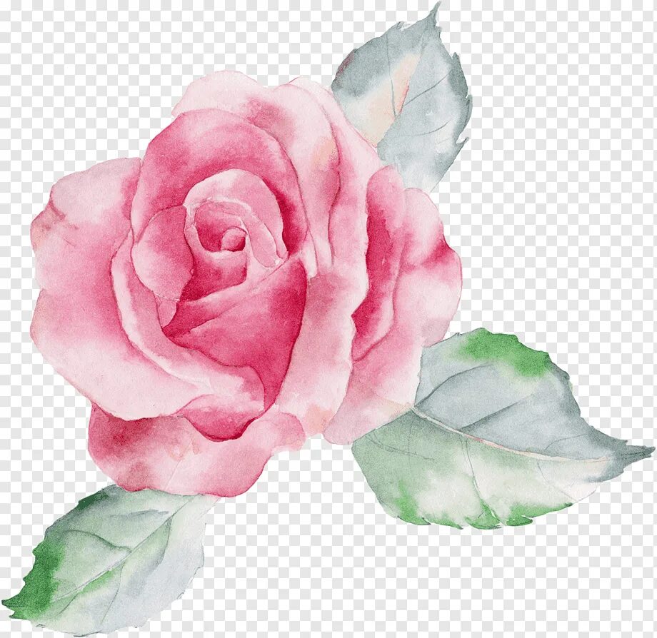 Нарисовать розовый цветок. Акварельные цветы. Акварельные цветы на прозрачном фоне. Прозрачные цветы акварелью.