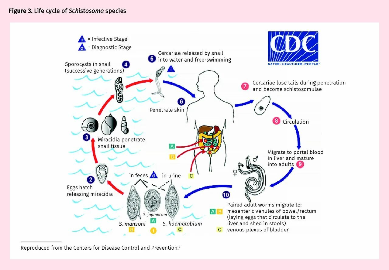 Схема жизненного цикла Schistosoma haematobium. Schistosoma haematobium цикл развития. Schistosoma haematobium жизненный цикл. Schistosoma mansoni жизненный цикл.