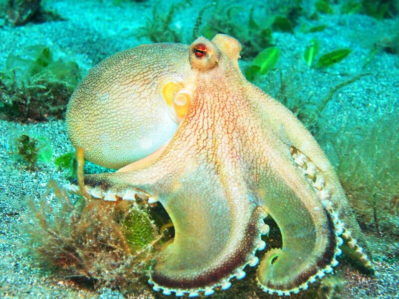 Amphioctopus marginatus. Карибский рифовый осьминог. Головоногие моллюски клюв. Карибские рифовые кальмары.