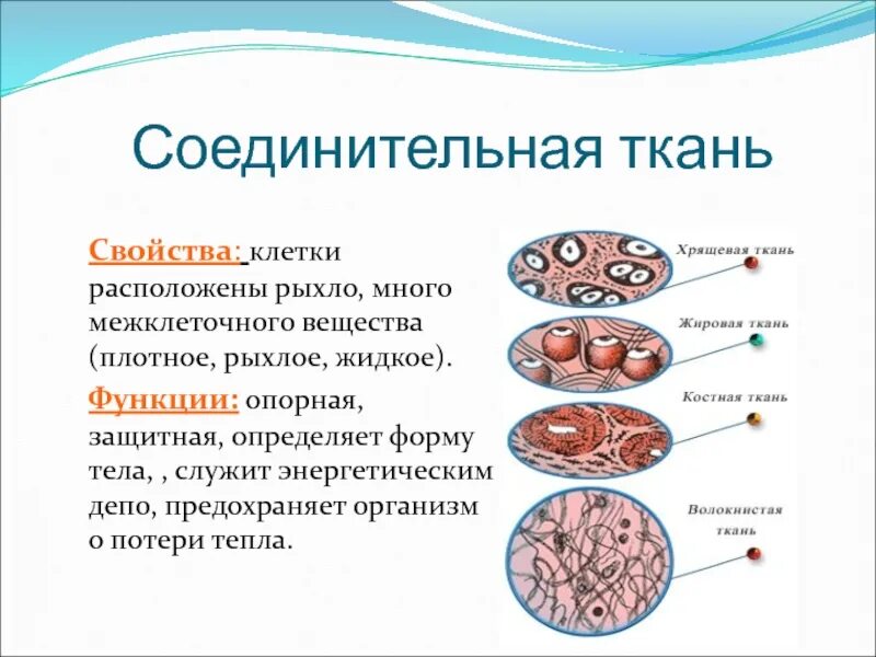 Биологические свойства клетки. Клетки соединительной ткани расположены рыхло. Соединительная ткань животных. Рыхлая соединительная ткань клеток больше. Опорная функция соединительной ткани.