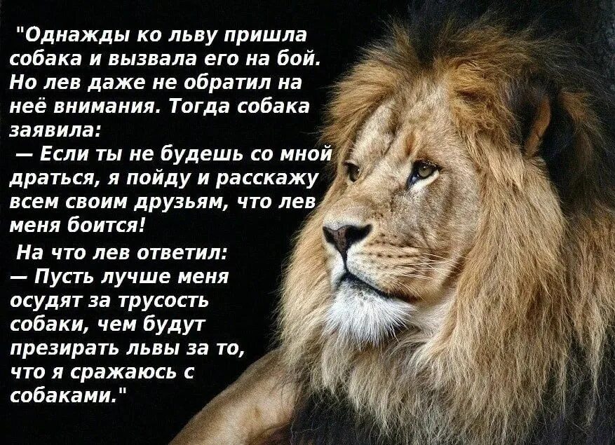 Будешь сильным и большим будешь королем. Высказывания про Львов. Лев цитаты. Афоризмы про Львов. Высказывания про Льва.