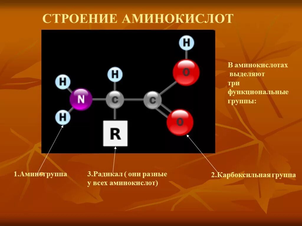 Белки радикалы. Строение аминокислот и белков. белок строение аминокислоты. белки структура аминокислоты. аминокислоты и белки функциональные группы.