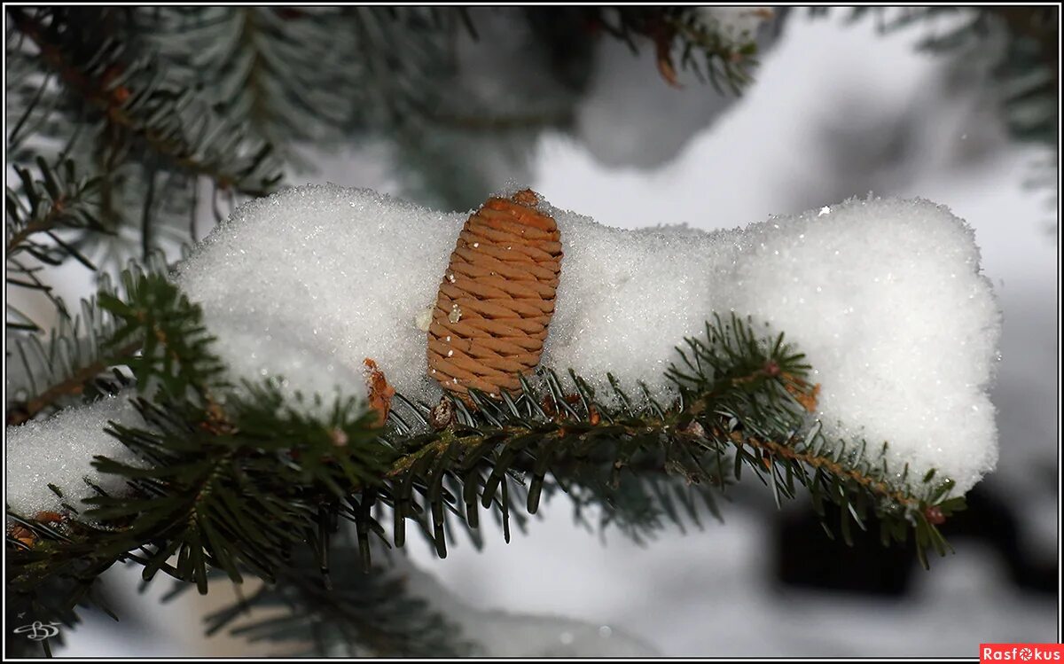 зимняя ветка. красив лес зимой ветки ели укрыты снегом. елка в снегу. еловые ветки в снегу. растения зимой.