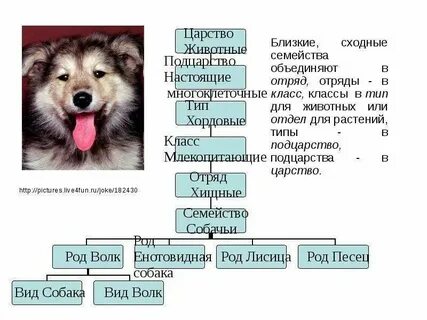 Виды животных объединяются в