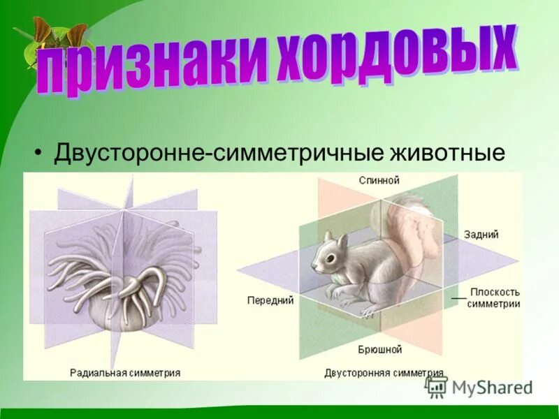 Билатеральная симметрия. Типы симметрии животных биология. Кольчатые черви полихеты протерозой. Многоклеточных двусторонне симметричных животных. Осевая симметрия рисунки.