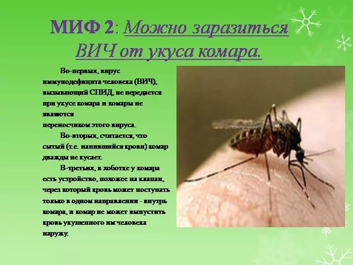 Какие инфекции передаются через укусы кровососущих насекомых. Передается ли ВИЧ через комаров. Комар переносчик СПИДА. Передается ли ВИЧ через укусы насекомых.