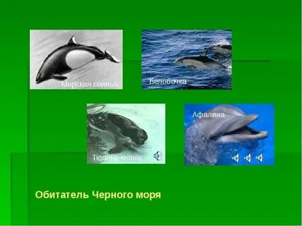 Обитатели суши добывающие пищу в море черном
