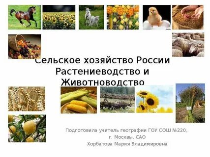 Растениеводство и животноводство презентация
