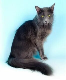 Oriental longhair