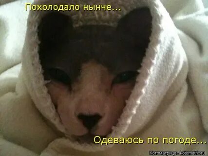 Похолодало доброе