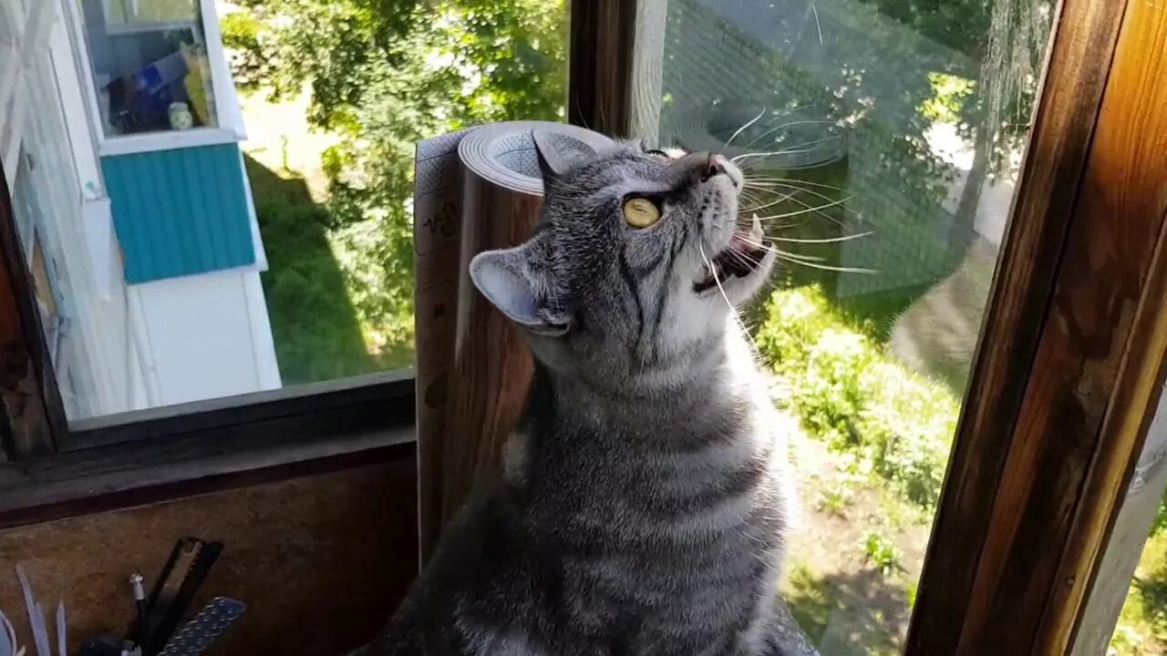 Коты на балконе. Клетка для кота на балкон. Кошачий балкон. Кот балкон малыш. Кошка спрыгивает.