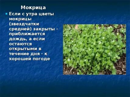 Какое растение погода