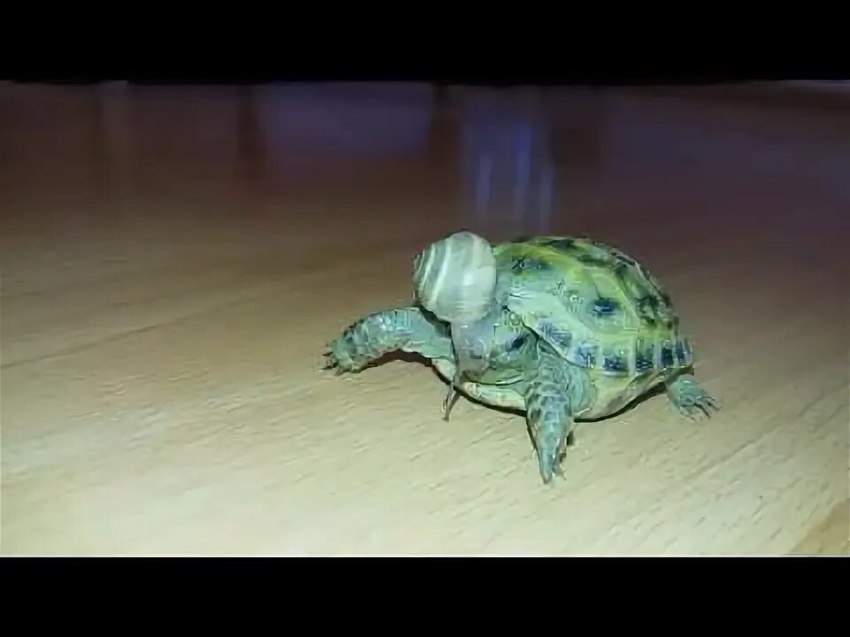 Улитка и черепаха. Медленная черепаха. Кто быстрее черепаха или улитка. Улитки медленные животные. Кто быстрее улитка или черепаха.