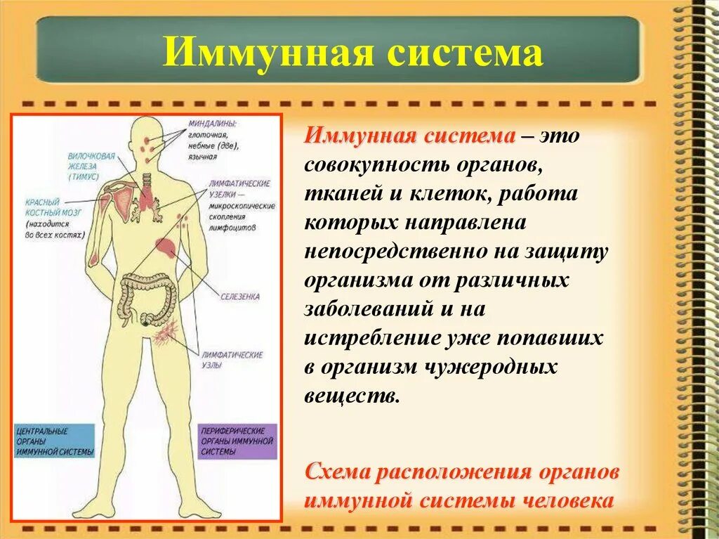 Иммунная система состоит из. Иммунная система организма человека. Имуннаясистема человека. Органы иммунной системы человека. Иммунная системаловека.