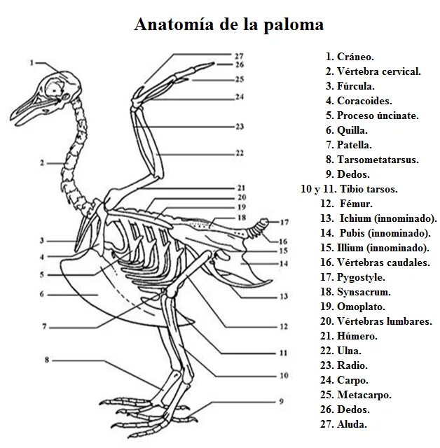Строение скелета сизого голубя. Строение скелета птицы рисунок. Скелет голубя спереди. Скелет сизого голубя биология 7 класс.