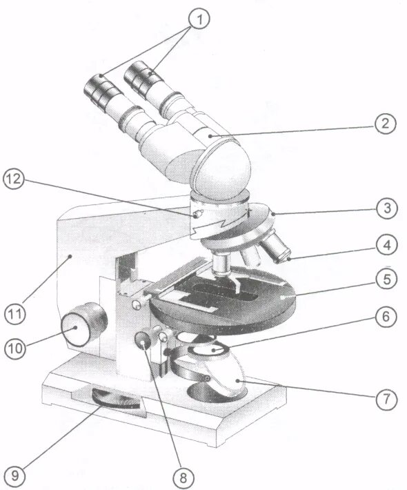 Тубус цифрового микроскопа. Строение микроскопа Микмед. Микроскоп Микромед строение. Строение светового микроскопа Микмед 5. Световой микроскоп Биолам рисунок строение.