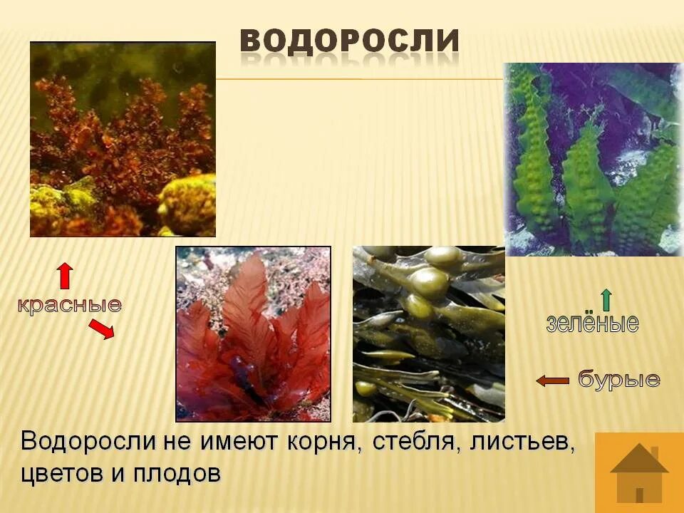 Что имеют водоросли. Водоросли имеют стебель. Размеры водорослей. Зеленые красные бурые.