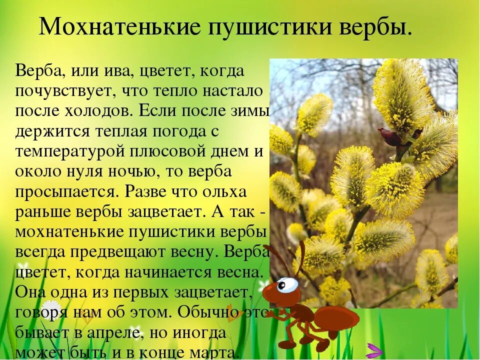 Предложение о цветущей вербе. Верба рассказать детям. Верба описание. Верба дерево описание. Рассказ о вербе.