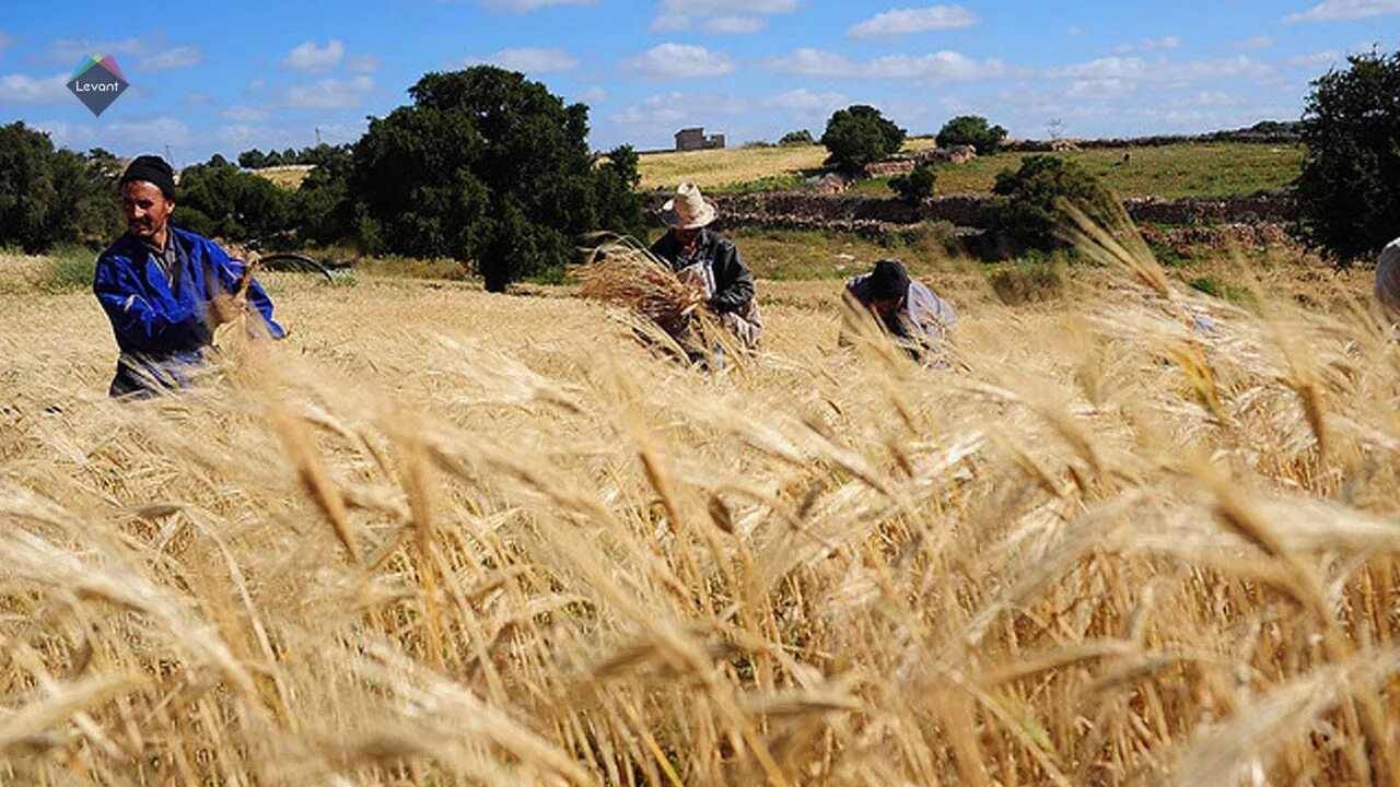 In northern india they harvest their wheat. Сельскохозяйство Марокко. Сельское хоз во Марокко. Растениеводство в Марокко. Алжир сельское хозяйство.