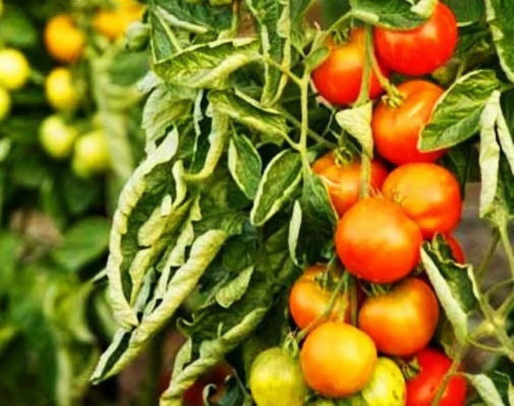 Фузариозное увядание листьев томатов. Чем лечить томаты. Вирусные болезни томатов описание с фотографиями. Болезни помидор фотографии. Чем лечить томаты.