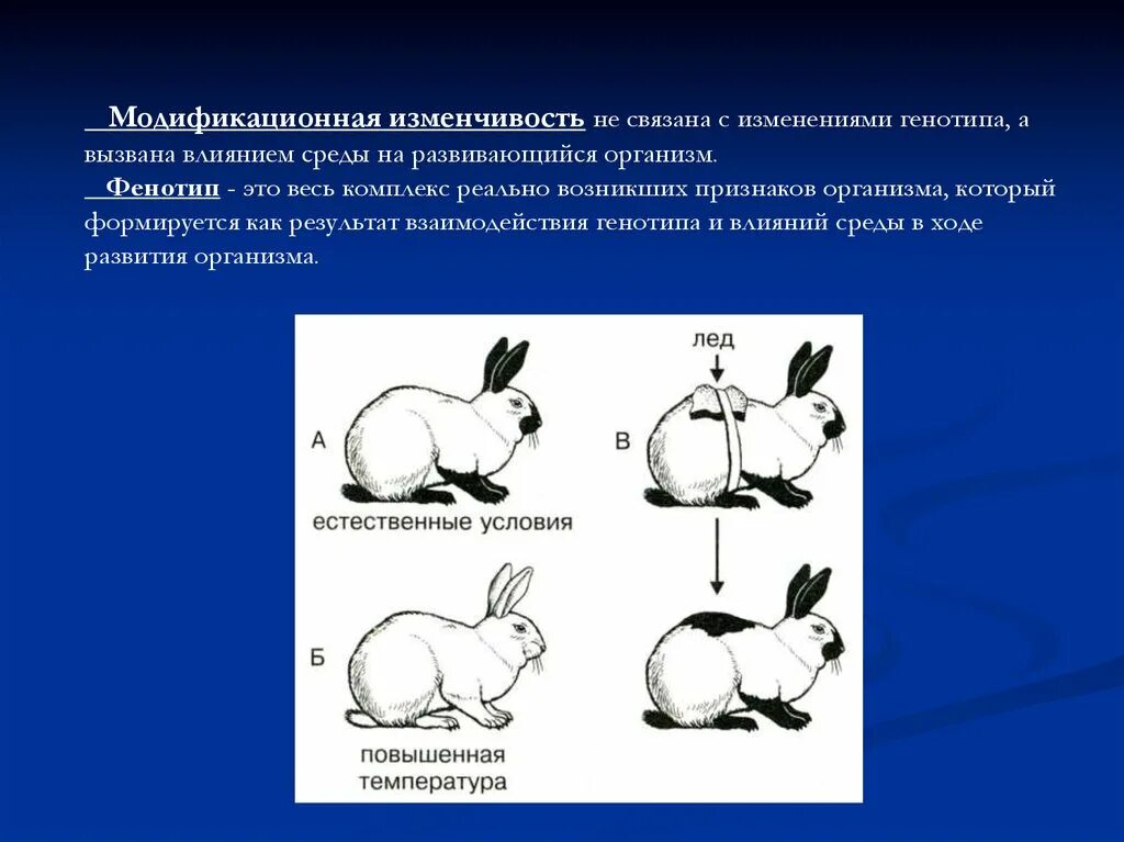 Изменчивость. Модификационная изменчивость. Понятие изменчивости. Наследственная изменчивость животных.