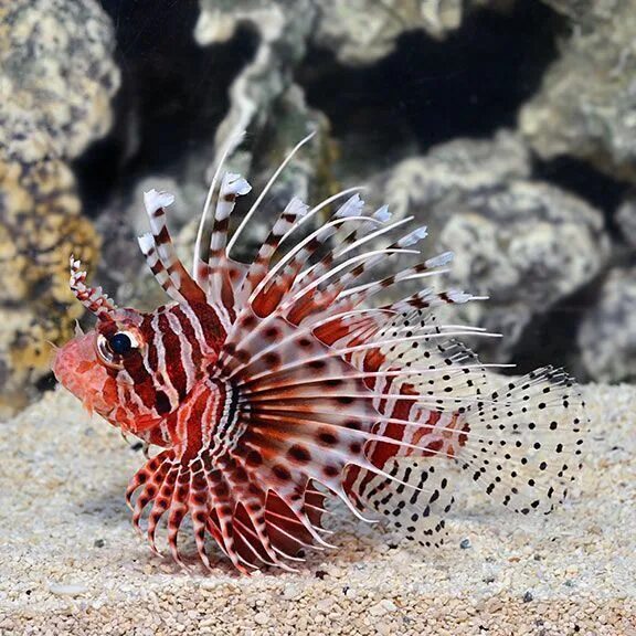 Львиная скорпена. Крылатка-зебра чернополосая (дьявол) (pterois volitans). крылатка африканская момбаса. рыба скорпена (крылатка).. морская крылатка.