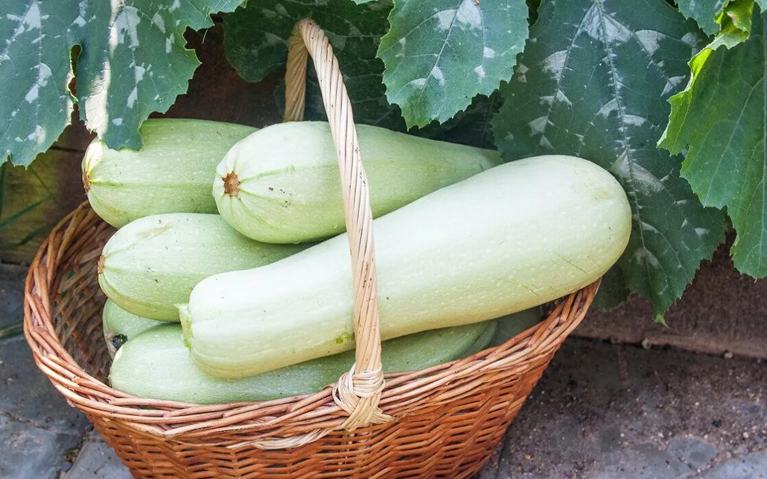 Кабачок цукини листья. Патиссон баклажан. Кабачки семена лучшие сорта для открытого грунта самоопыляемые. Кабачок цукеша. Кабачки тапир f1.