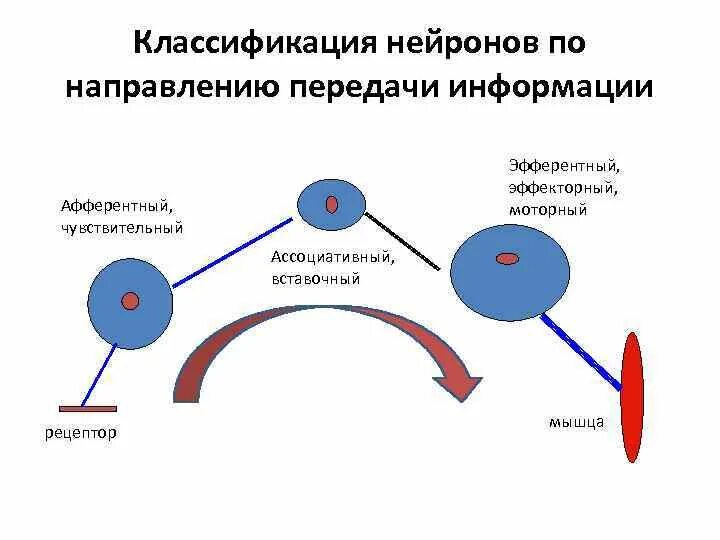 Направления передачи информации. Классификация нейронов по направлению информации. нейроны по направлению передачи информации. классификация нейронов по источнику или направлению информации. рецепторные ассоциативные эффекторные.