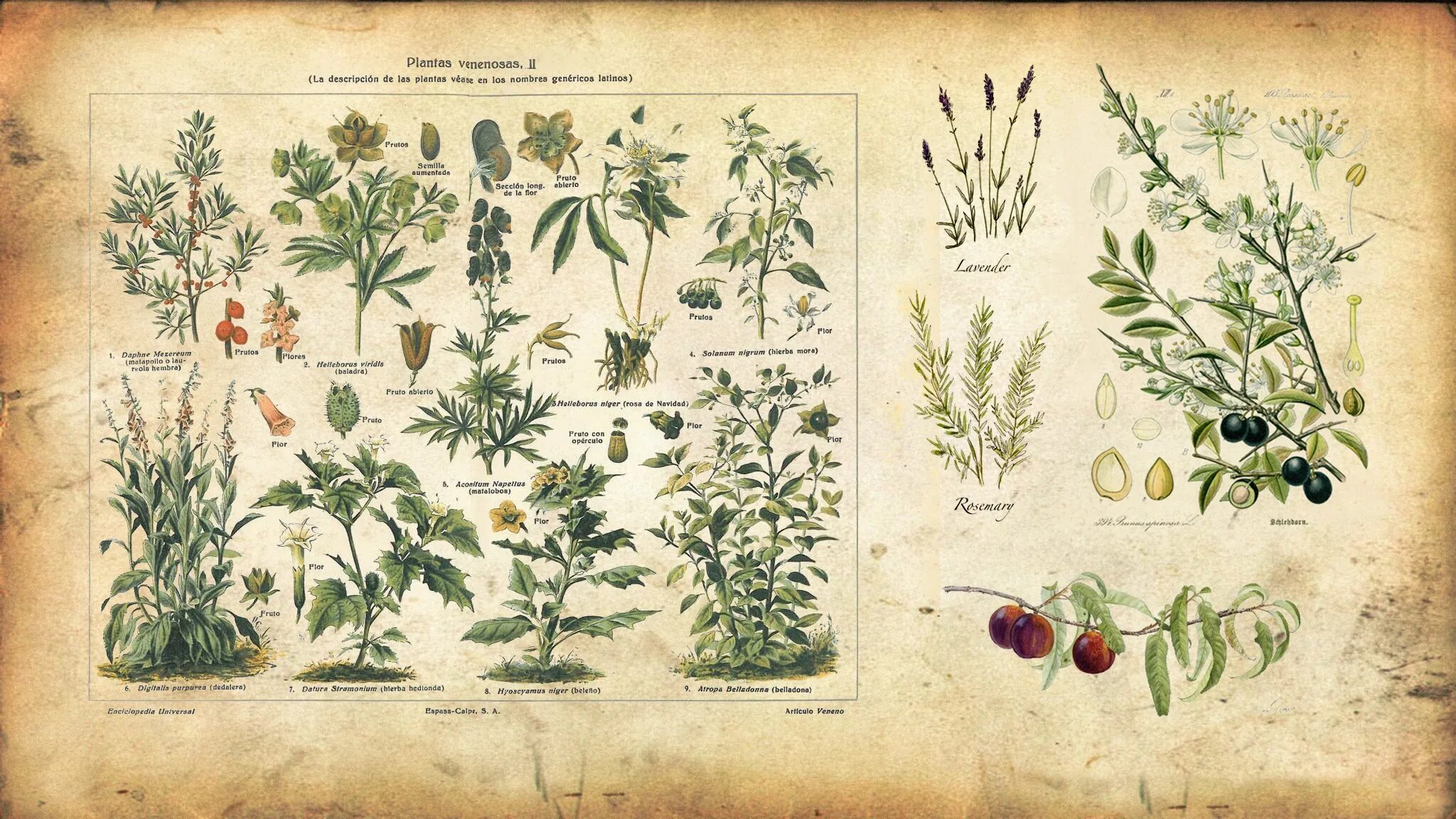 Ботанический атлас Моррис. Ботанический атлас 18 век. Старинный Ботанический атлас иллюстрации. Ботаника хочет