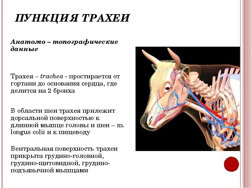 Область шеи животных