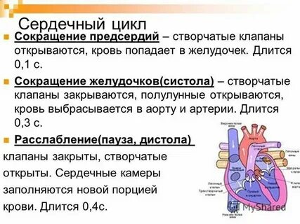 Полулунные клапаны закрыты створчатые клапаны закрыты