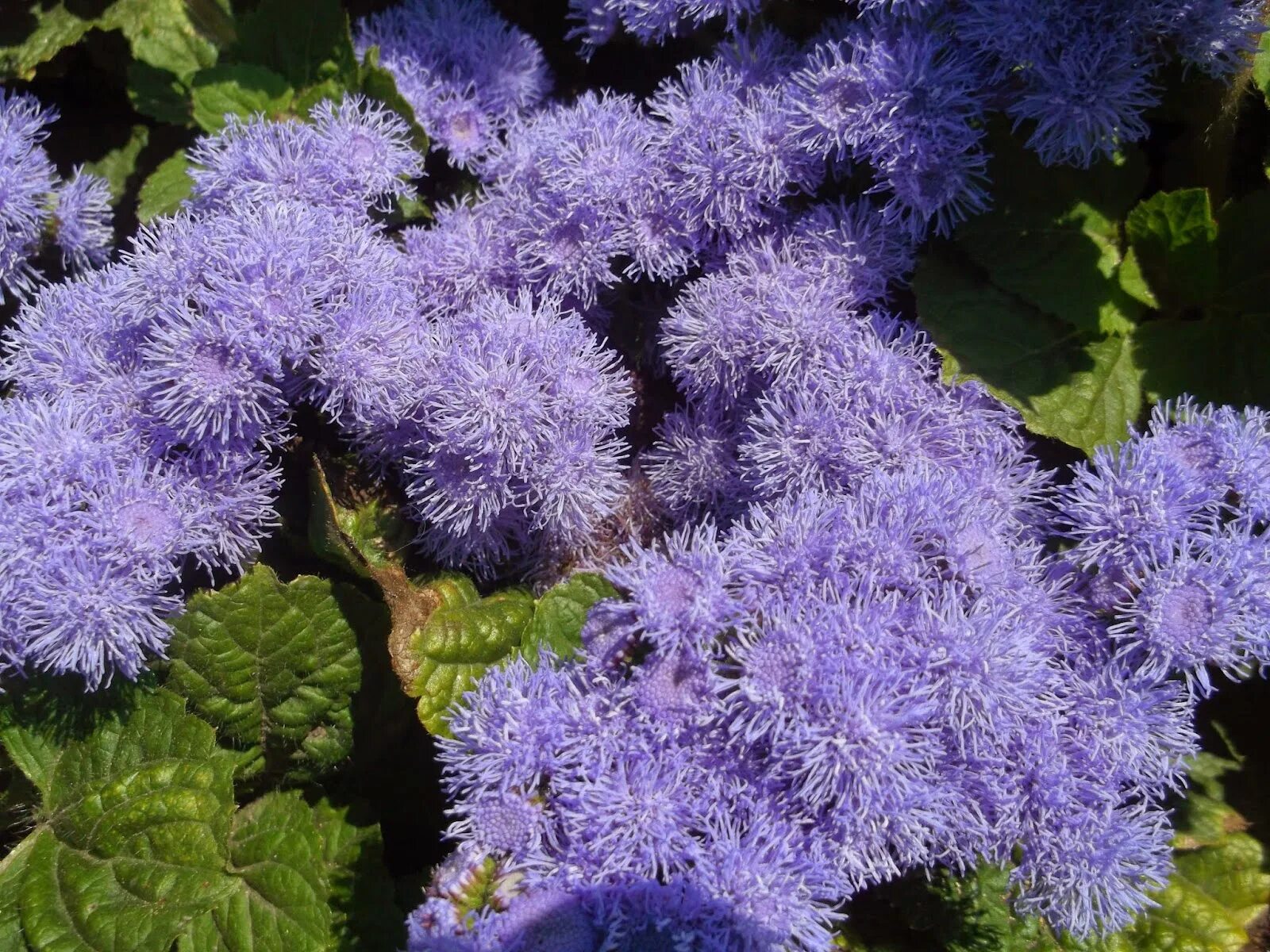 Агератум Хоустона голубая норка. Агератум Хоустона (Ageratum houstonianum). Агератум Хоустона голубой.