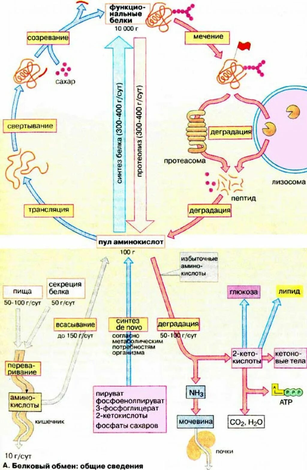 Схема белкового обмена биохимия. Схема метаболизма белков биохимия. Обмен белка в организме человека биохимия. Обмен белков в организме человека схема. 2 белковый обмен