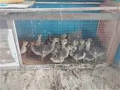 Сатам продам