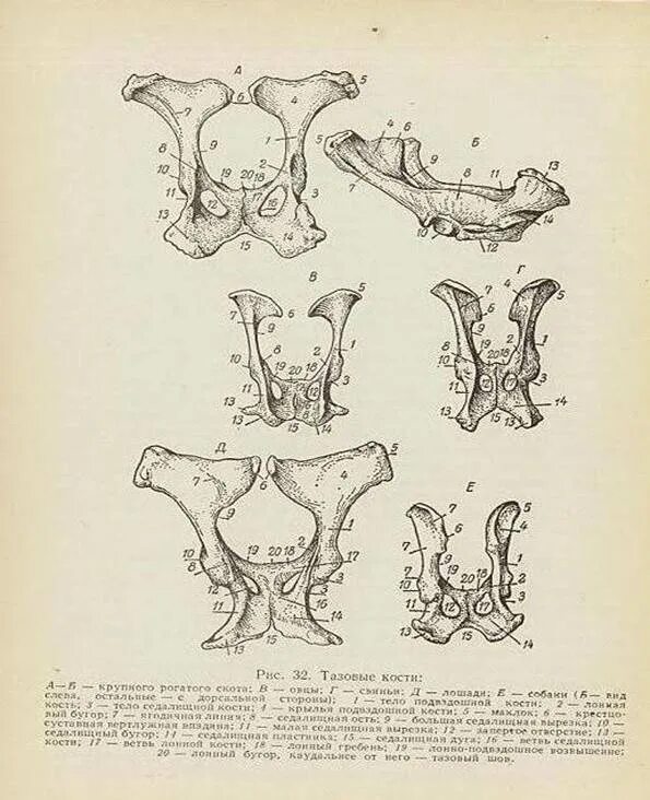 Цель изучить особенности внешнего строение скелетов пресмыкается. Хвостовой отдел. Позвоночник птиц. Класс трилобиты представители. Хвостовой отдел в позвоночнике.