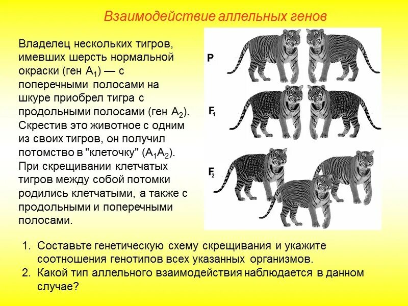 Ген животных. Владелец нескольких тигров имевших шерсть нормальной окраски ген а1. Окраска шерсти тигра. Гены животных. Скрещивали мышей с извитой шерстью нормальной