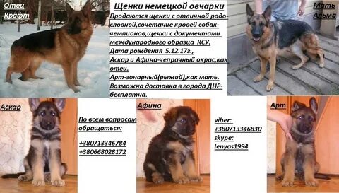Немецкая овчарка щенки рост