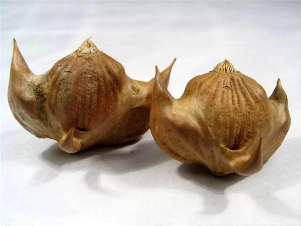 рогульник плавающий водяной орех. кокос орех. морской орех. морской орех. сейшелы орех коко де мер.