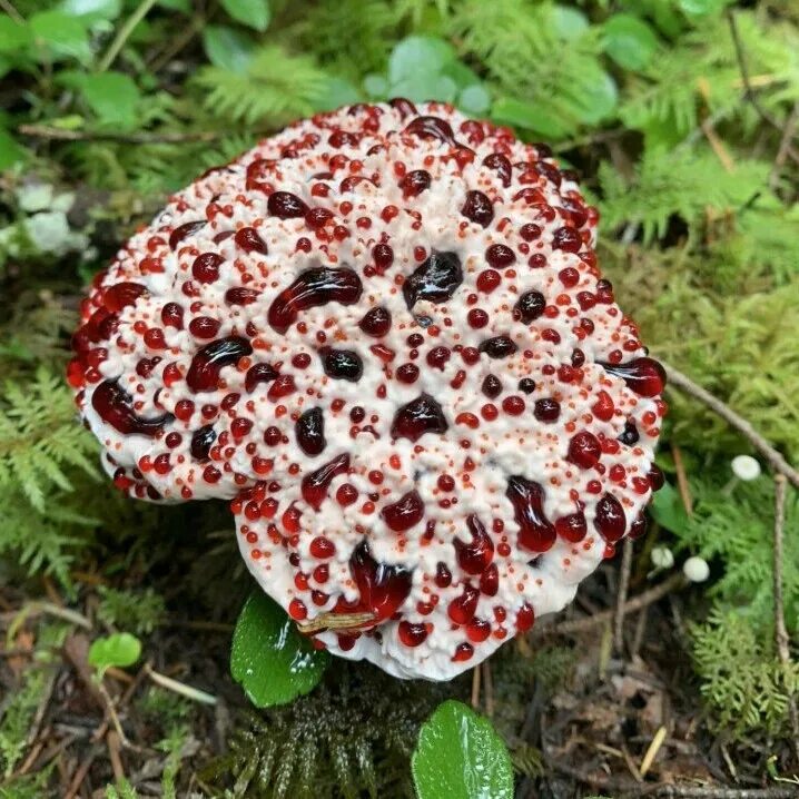Гриб кровавый зуб фото Champignon, Cueillette champignon, Dents