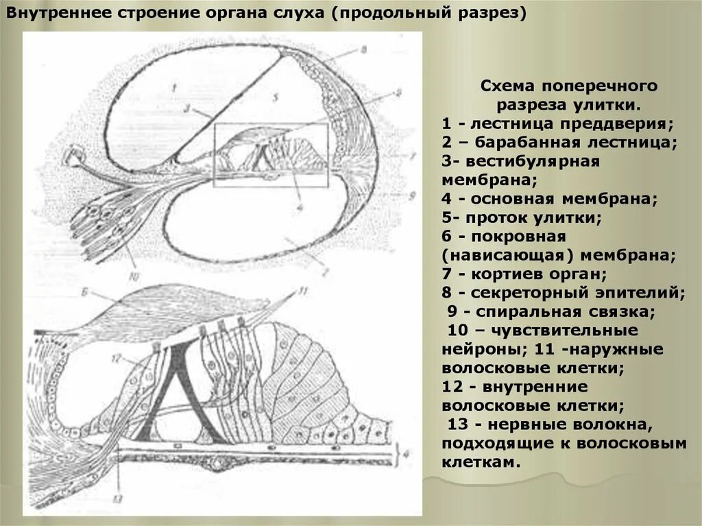 Кортиев орган вестибулярный аппарат. Кортиев орган строение. Рецепторные клетки Кортиева органа. Кортиев орган в улитке. Внутреннее ухо Кортиев орган.