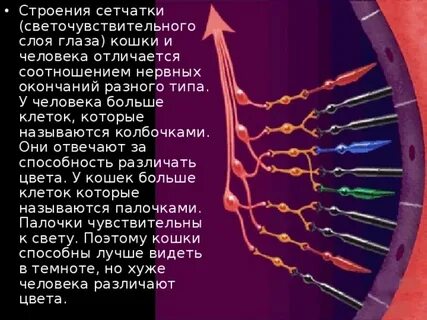 К какому цвету избирательны колбочки сетчатки