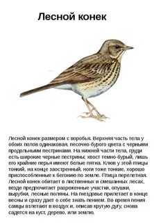 Лесные птицы описание