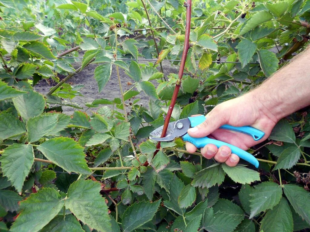 Ежевика уход выращивание размножение и обрезка. Ежевика садовая куст. формировка ежевики бесшипной. ремонтантная малина побеги. ежевика сорт прайм арк тревелер.