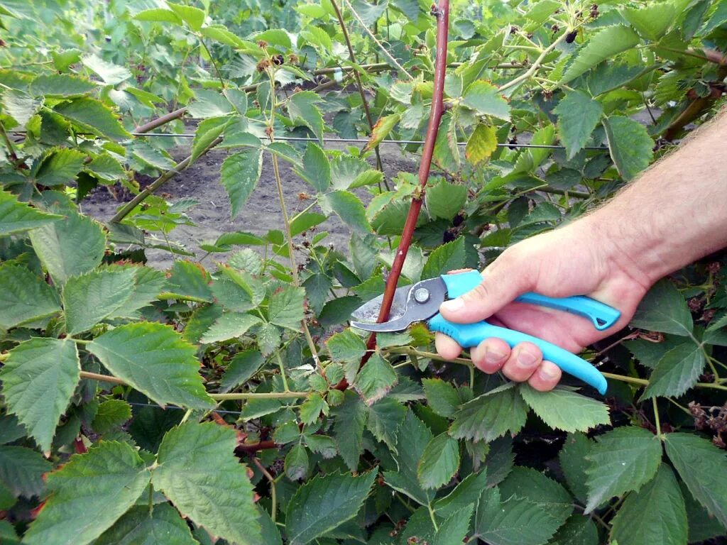 Как ухаживать за ежевикой весной. Ежевика Садовая куст. Формировка ежевики бесшипной. Пинцировка ежевики. Ежевика сорт Прайм АРК Тревелер.