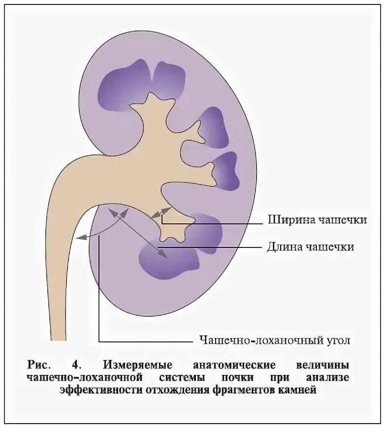 Признаки члс