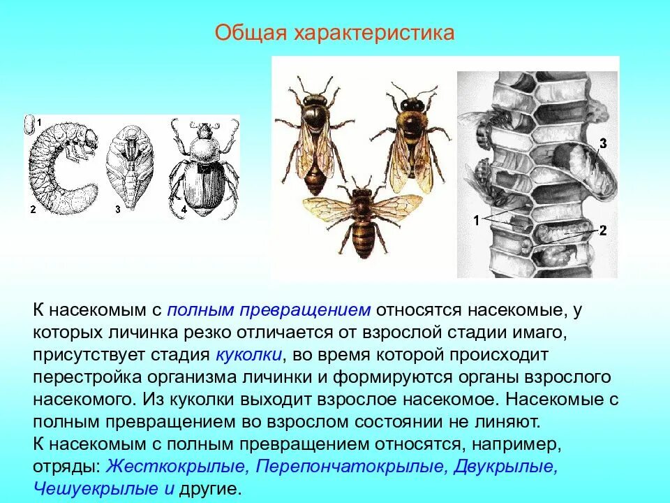 Дать характеристику насекомые с полным превращением. К насекомым с полным превращением относятся.... Кто относится к насекомым. Полное превращение насекомых Оса. Полное превращение осы.